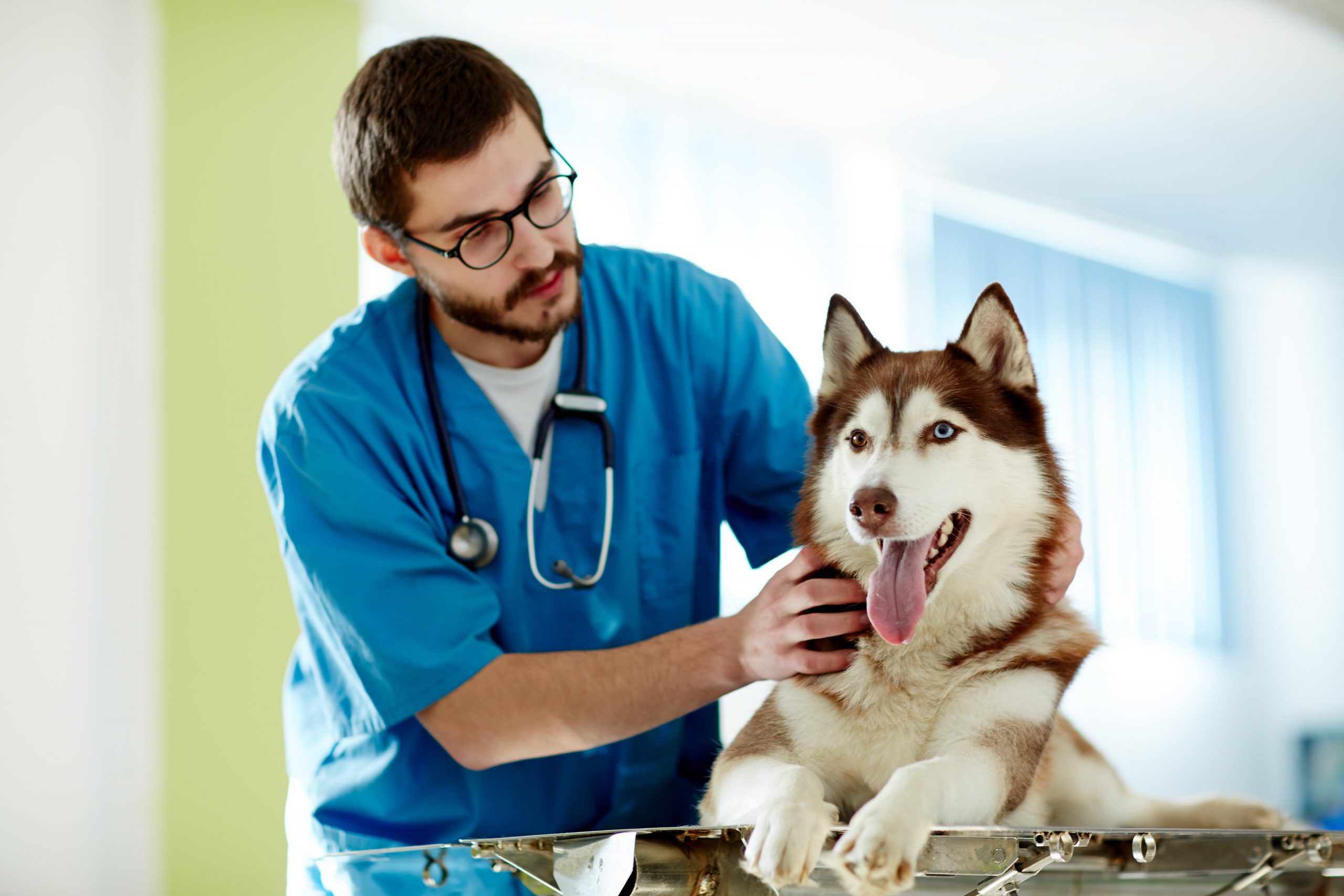 Husky with Vet